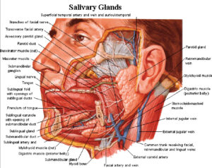 Right submandibular salivary gland excision (Sep.2022)